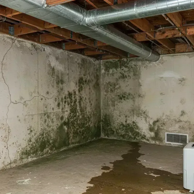 Professional Mold Removal in Sullivan County, IN